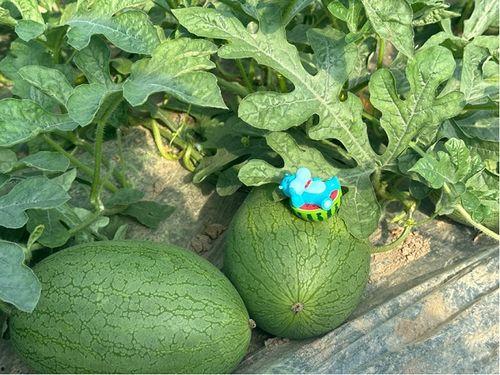 上海网红八卦吃瓜微博,吃瓜群众热议不断  第2张