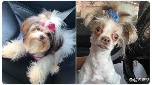 狗狗最新爆料视频播放大全,萌宠瞬间，笑料横生！  第1张